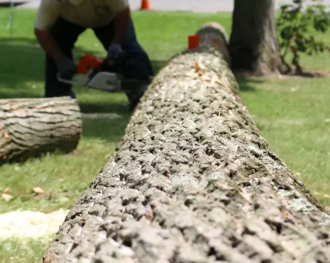 tree removal services new windsor md