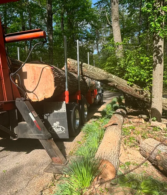 tree removal slider