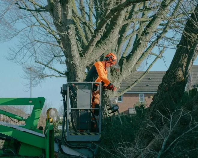 tree trim removal new windsor md